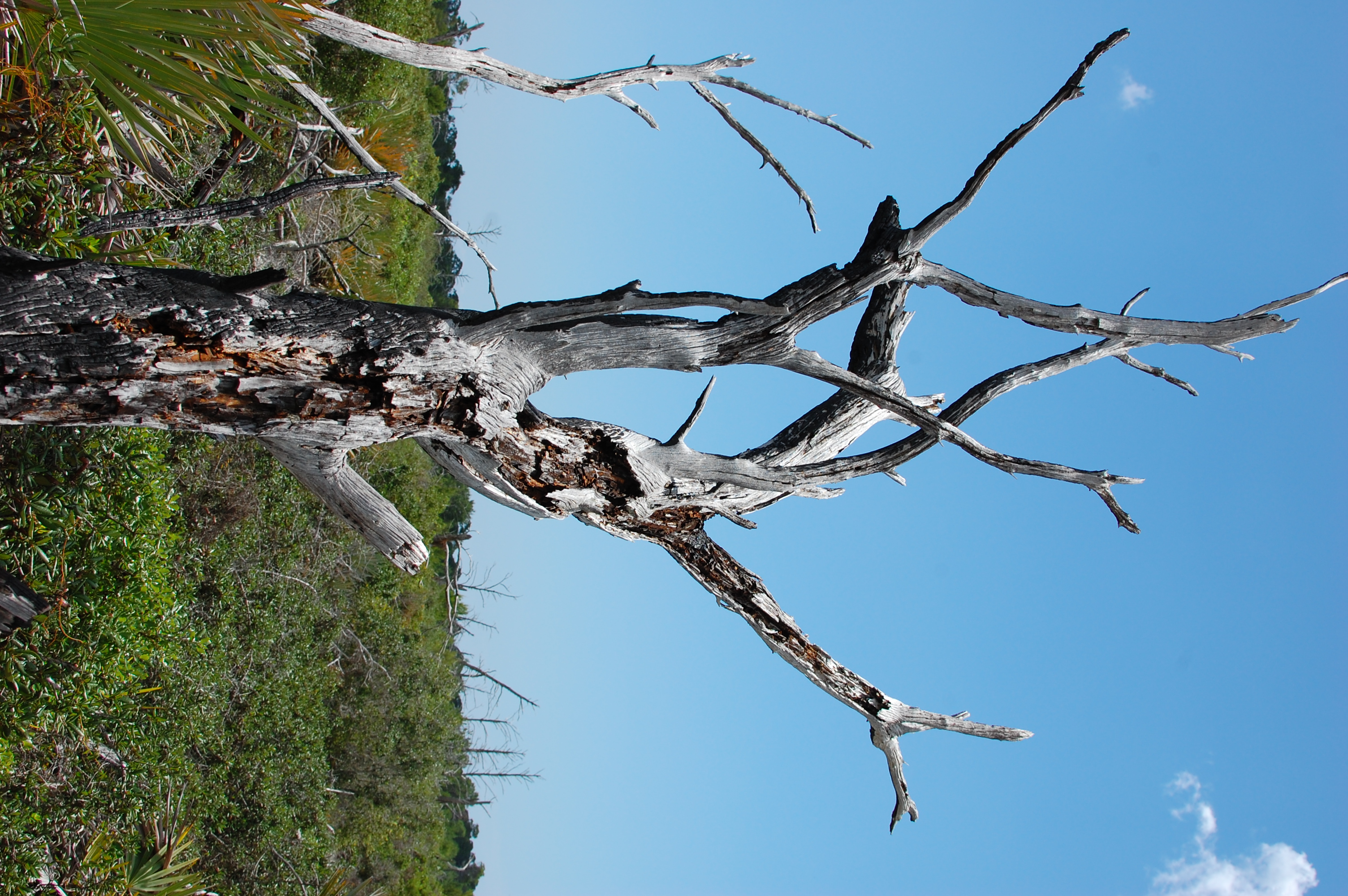 dead tree