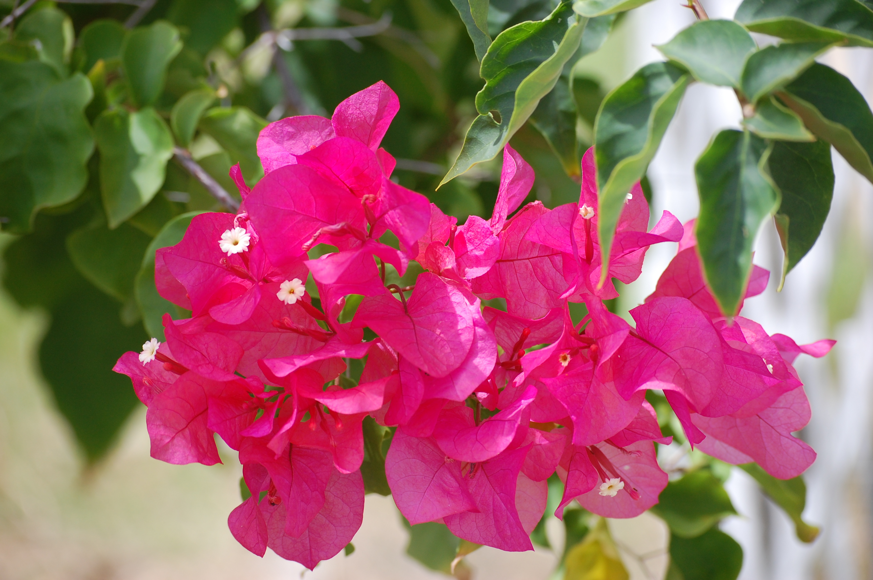 bougainvillea