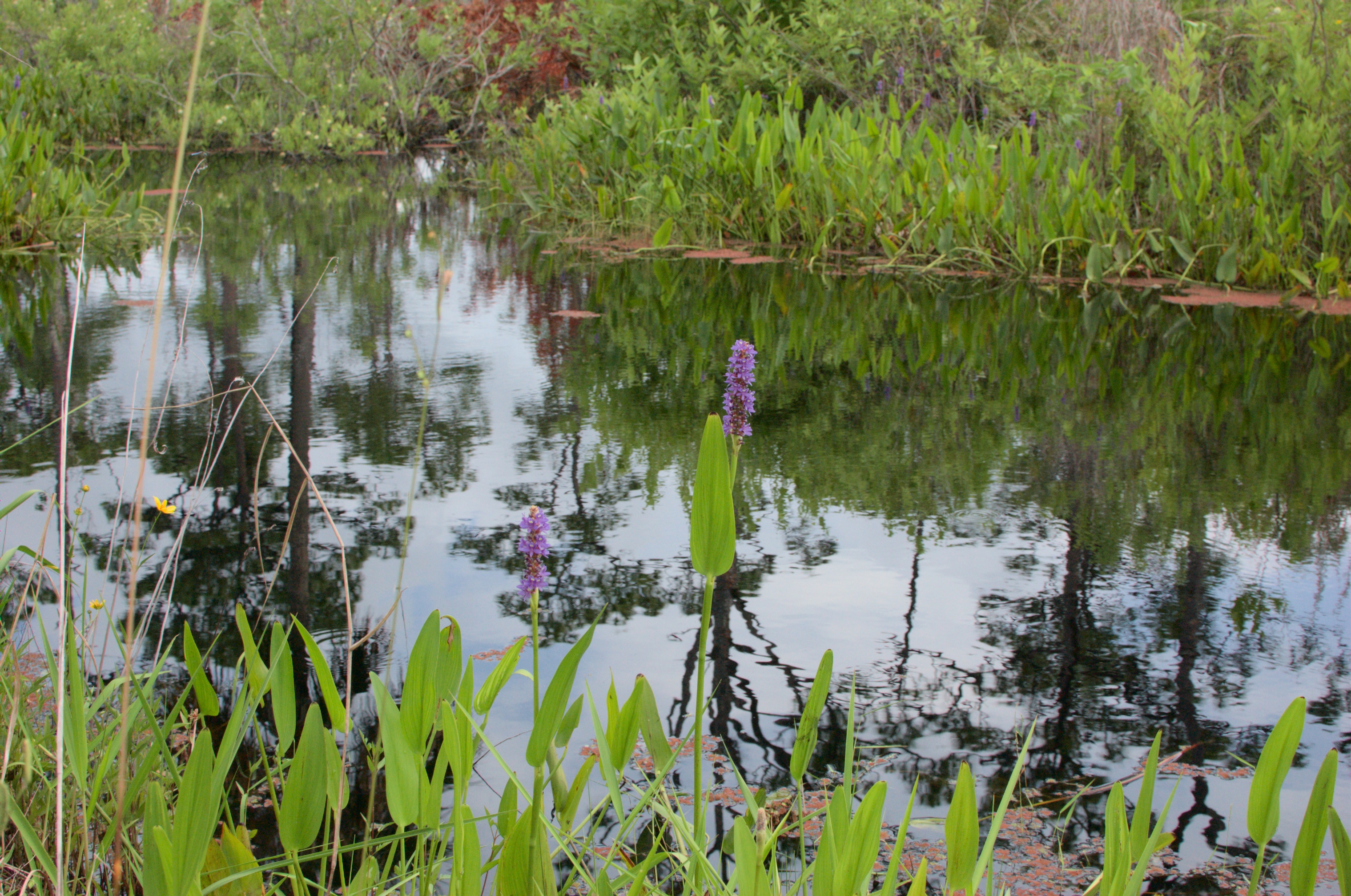 reeds in water