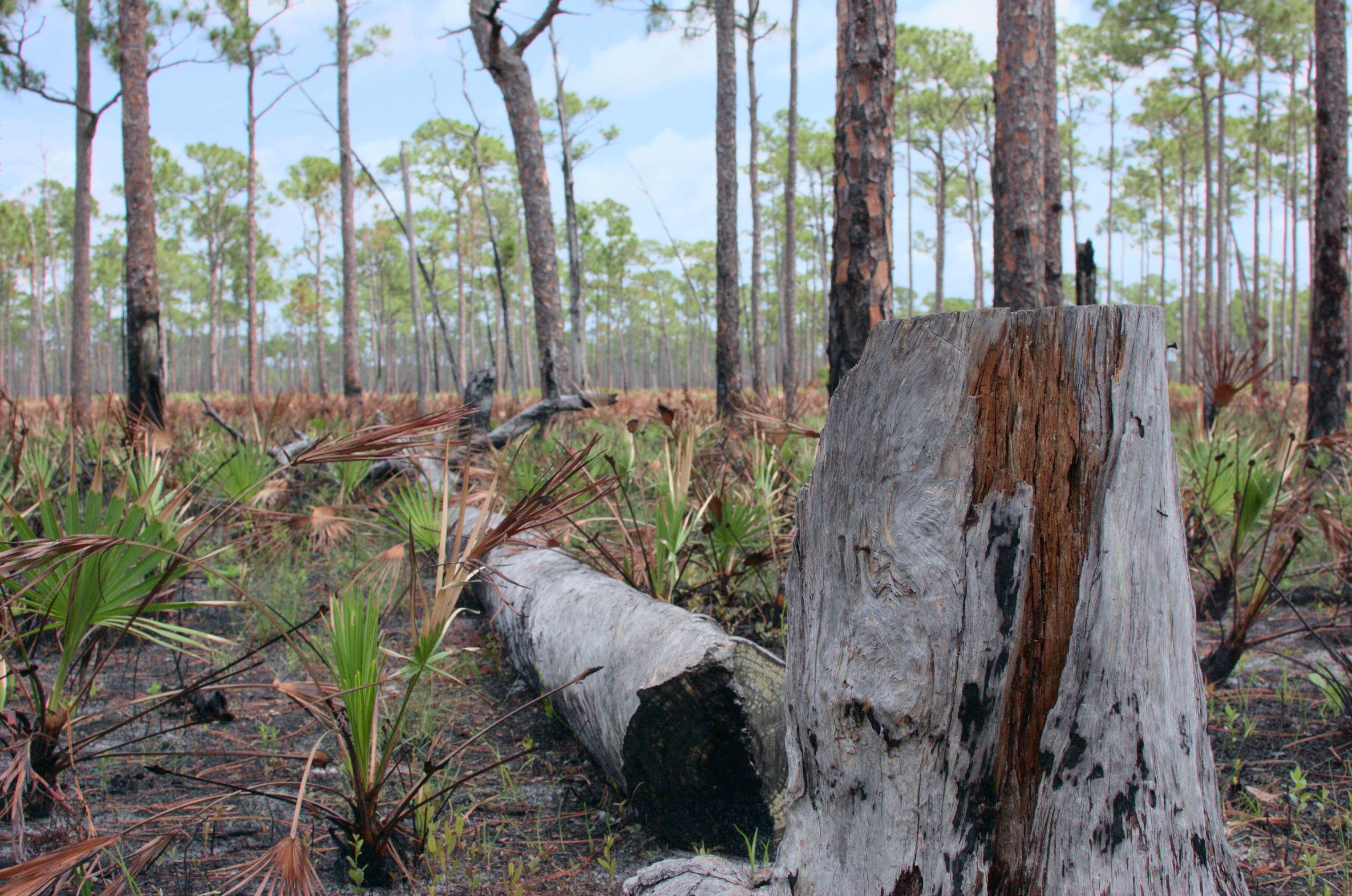 fallen tree