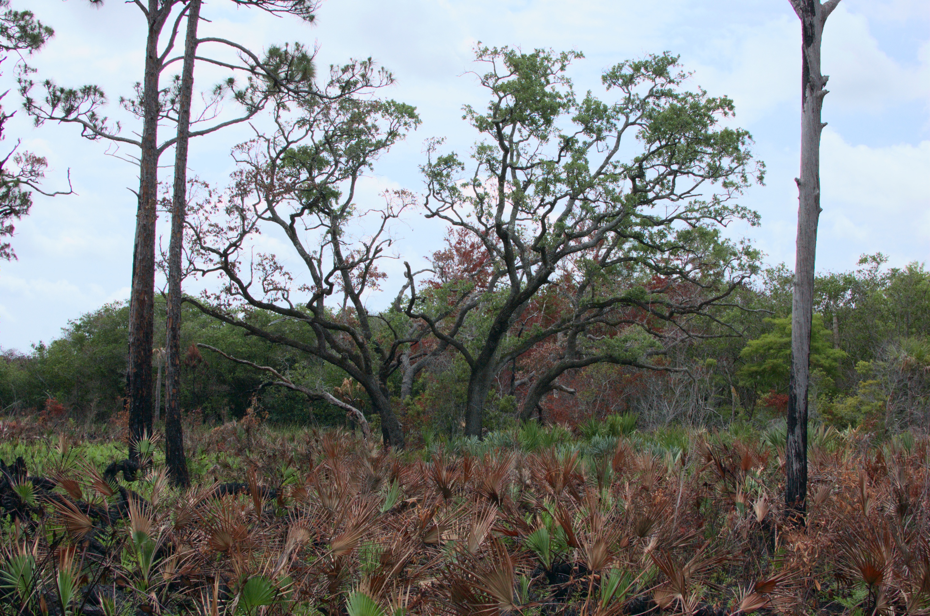 split oak